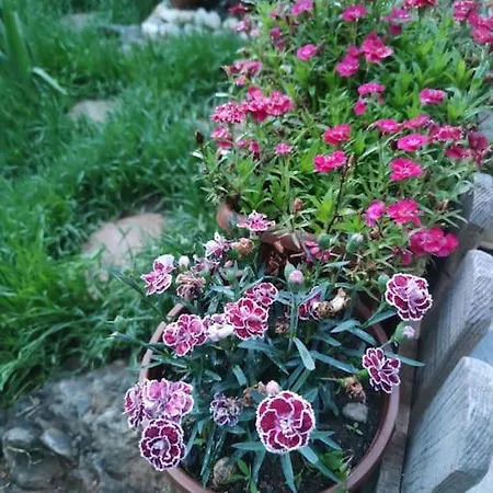 A Beautiful House On The Bosphorus In A Wonderful Garden Hébergement de vacances