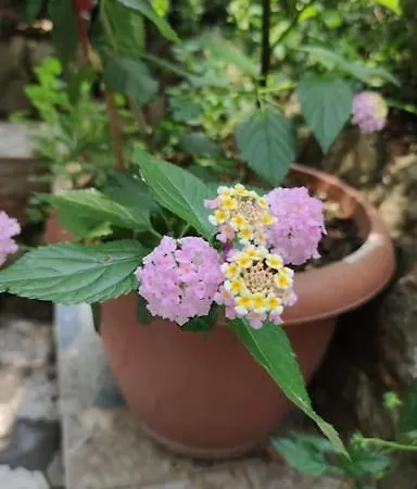 A Beautiful House On The Near The Bosphorus In Wonderful Garden Holiday home Istanbul