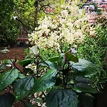 A Beautiful House On The Bosphorus In A Wonderful Garden Feriehus *