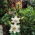 A Beautiful House On The Bosphorus In A Wonderful Garden * Istanbul